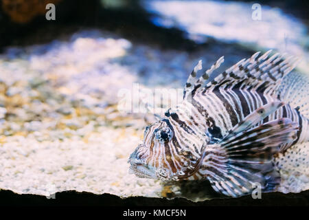 Leone rosso pterois volitans è infame Coral reef pesce nuotare in acquario. Uno dei la maggior parte dei pesci velenosi in mare. Foto Stock