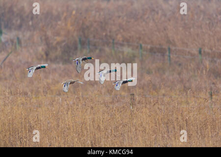 Gruppo di naturale le anatre domestiche (Anas platyrhynchos) in volo sopra il prato con recinto Foto Stock