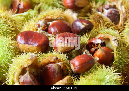 Caduto castagne (Castanea sativa), alcuni racchiusi nel loro caso spinoso, e fronde su un inglese un pavimento di Bosco in autunno (Novembre) Yorkshire Regno Unito Foto Stock