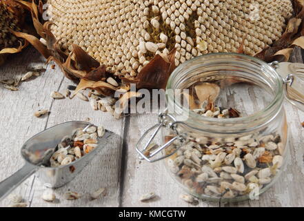 I semi di girasole sono raccolte dalla testa secchi di Helianthus 'gigante russo" Girasole, alcuni per il rimboschimento e per alcuni alimenti per uccelli, REGNO UNITO Foto Stock