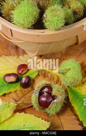 Foraged castagne (Castanea sativa), riuniti in un trug in un bosco inglese, REGNO UNITO Foto Stock