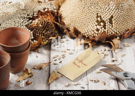 I semi vengono raccolti da un essiccato il girasole (Helianthus annuus " gigante russo"), alcuni per alimenti per uccelli e alcuni per il reimpianto, England Regno Unito Foto Stock