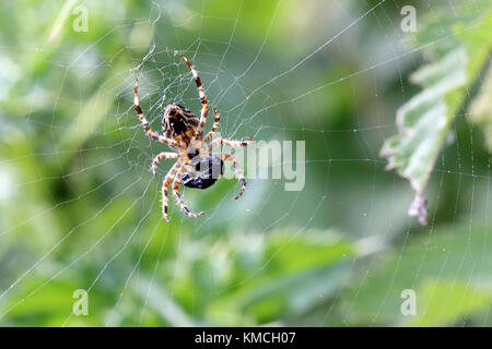 Un comune orb weaver spider metellina (sp) nel centro del web con un pacchetto di voce di preda, norfolk, Regno Unito. Foto Stock