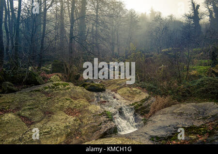 Foggy scenario della foresta con stream e rocce.tipica scena invernale. Foto Stock