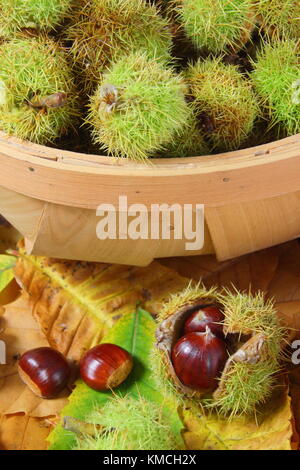 Foraged castagne (Castanea sativa), riuniti in un trug in un bosco inglese, REGNO UNITO Foto Stock