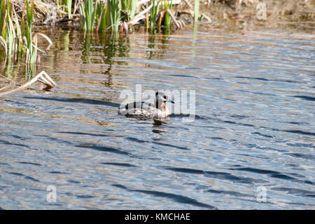 Red-Necked Crebe pesca in Rietzer vedere (Lago Rietz), una riserva naturale vicino alla città di Brandeburgo nella Germania nord-orientale Foto Stock