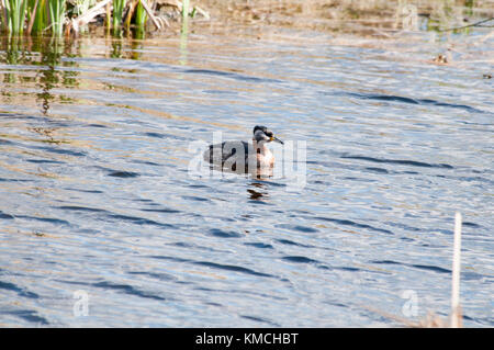 Red-Necked Crebe pesca in Rietzer vedere (Lago Rietz), una riserva naturale vicino alla città di Brandeburgo nella Germania nord-orientale Foto Stock