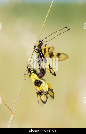 Oestliches Schmetterlingshaft, Libelloides macaronius, Ascalaphid Owlfly dalla Croazia Foto Stock