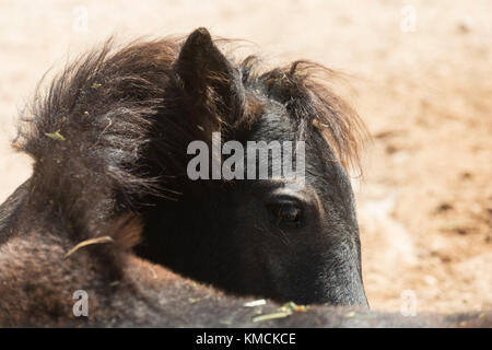 Wild greca isola Skyros pony cavalli criticamente le specie in via di estinzione in Grecia Foto Stock