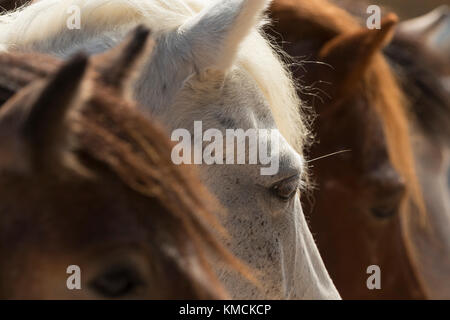 Wild greca isola Skyros pony cavalli criticamente le specie in via di estinzione in Grecia Foto Stock