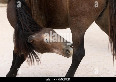 Wild greca isola Skyros pony cavalli criticamente le specie in via di estinzione in Grecia Foto Stock