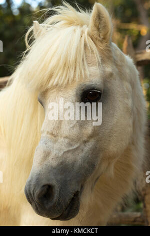 Wild greca isola Skyros pony cavalli criticamente le specie in via di estinzione in Grecia Foto Stock