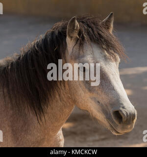 Wild greca isola Skyros pony cavalli criticamente le specie in via di estinzione in Grecia Foto Stock