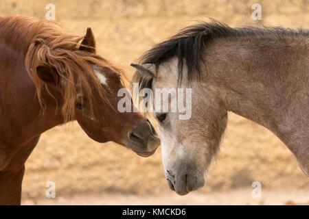 Wild greca isola Skyros pony cavalli criticamente le specie in via di estinzione in Grecia Foto Stock