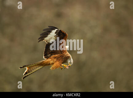 Nibbio reale in volo con cibo a Gigrin Farm Rhayader Foto Stock