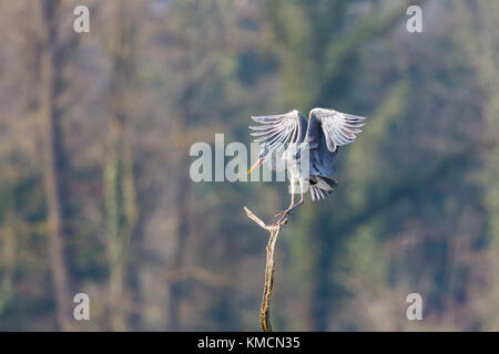 Ritratto di naturale airone cenerino uccello (Ardea cinerea) lo sbarco sul tronco di diramazione Foto Stock