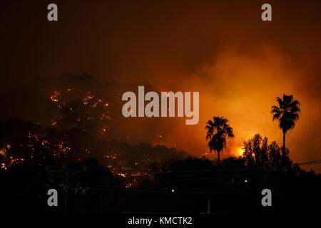 Oak View, California, USA. 5 Dic, 2017. palme stand come thomas fire in vista di quercia, Ventura County, California, Stati Uniti, martedì, 5 dicembre 2017. La santa ana wind-azionato il fuoco ha bruciato oltre 150 strutture e case con migliaia costretti ad evacuare. © 2017 patrick t. fallon credito: Patrick fallon/zuma filo/alamy live news Foto Stock