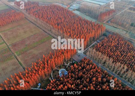 Suqian, Suqian, Cina. 1 dicembre 2017. Suqian, CINA-1 dicembre 2017: (SOLO PER USO EDITORIALE. CHINA OUT). Fotografia aerea della foresta di sequoie a Suqian, nella provincia di Jiangsu nella Cina orientale, 1° dicembre 2017. Crediti: SIPA Asia/ZUMA Wire/Alamy Live News Foto Stock