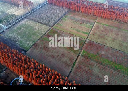 Suqian, Suqian, Cina. 1 dicembre 2017. Suqian, CINA-1 dicembre 2017: (SOLO PER USO EDITORIALE. CHINA OUT). Fotografia aerea della foresta di sequoie a Suqian, nella provincia di Jiangsu nella Cina orientale, 1° dicembre 2017. Crediti: SIPA Asia/ZUMA Wire/Alamy Live News Foto Stock