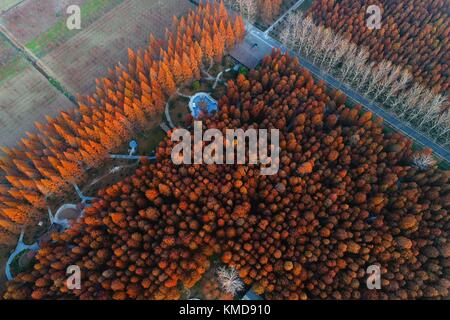 Suqian, Suqian, Cina. 1 dicembre 2017. Suqian, CINA-1 dicembre 2017: (SOLO PER USO EDITORIALE. CHINA OUT). Fotografia aerea della foresta di sequoie a Suqian, nella provincia di Jiangsu nella Cina orientale, 1° dicembre 2017. Crediti: SIPA Asia/ZUMA Wire/Alamy Live News Foto Stock