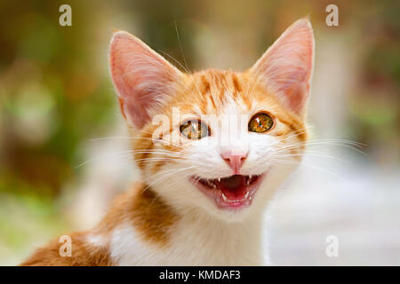 Sorridente baby gattino con occhi meravigliosi miaows con la bocca aperta, cat ritratto, Chios, Grecia. Foto Stock
