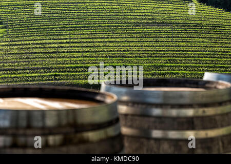 Vigneto terrazzamenti a primavera con boscose botti di vino in primo piano Foto Stock