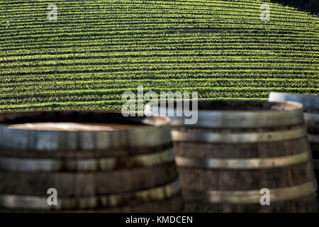 Vigneto terrazzamenti a primavera con boscose botti di vino in primo piano Foto Stock