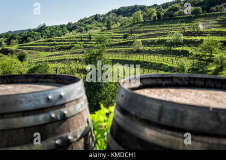 Vigneto sulle colline di terrazzamento di primavera, con botte di vino in primo piano Foto Stock