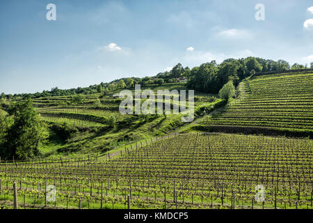 Vigneto e colline con i terrazzamenti di primavera Foto Stock