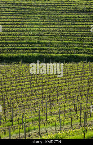 Modello di terrazzamento del vigneto di primavera Foto Stock