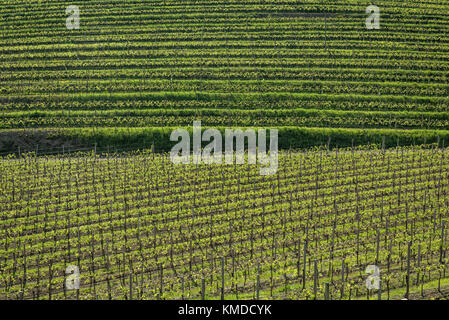 Modello di terrazzamento del vigneto di primavera Foto Stock