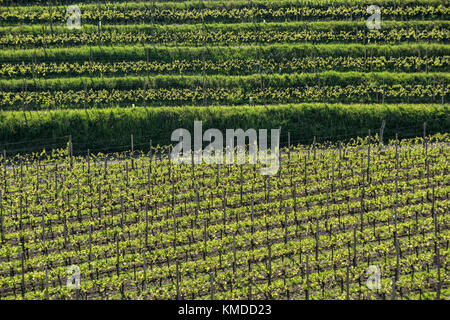 I filari dei vigneti e terrazzamenti a primavera, colorato e testurizzato Foto Stock