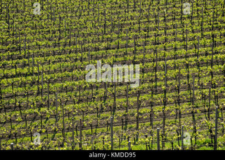 I filari dei vigneti in primavera, colorato Foto Stock