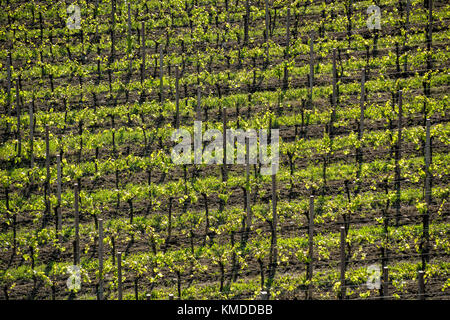 I filari dei vigneti in primavera, colorato e testurizzato Foto Stock