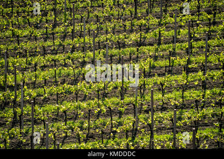 I filari dei vigneti di primavera, colorato e testurizzato, close up Foto Stock