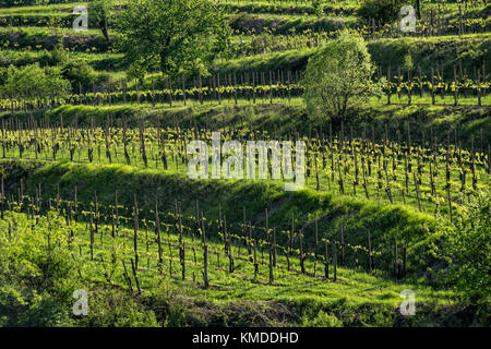 Il terrazzamento vigna sulle belle colline nel Friuli orientale Foto Stock