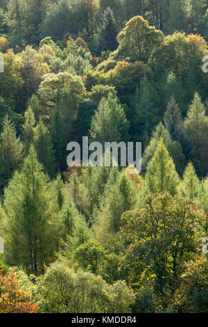 Soleggiato alberi in borrowdale Derwent Water Cumbria Regno Unito Foto Stock