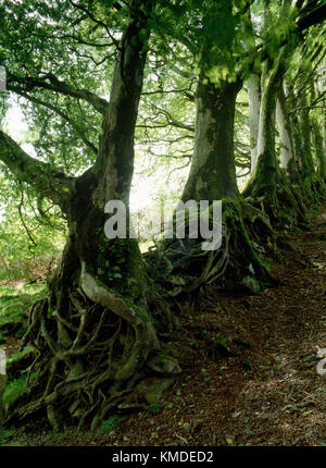 Radici esposte di matura faggi che cresce in terra erosa e campo di pietra banca. Serbatoio Meldon, Dartmoor Devon, Regno Unito Foto Stock