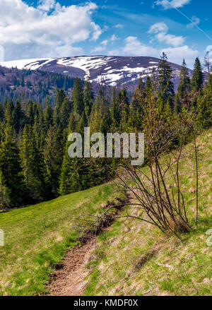 Bellissimo paesaggio naturale in primavera. bush e un sentiero su un pendio erboso. La foresta e la montagna con cime innevate sullo sfondo Foto Stock