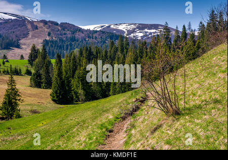 Bellissimo paesaggio naturale in primavera. bush e un sentiero su un pendio erboso. La foresta e la montagna con cime innevate sullo sfondo Foto Stock