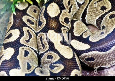 Foto di vera e propria boa snake python la texture della pelle vicino fino Foto Stock