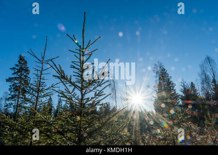 Piante di abete rosso sotto un cielo blu con un sole scintillante e raggi solari Foto Stock