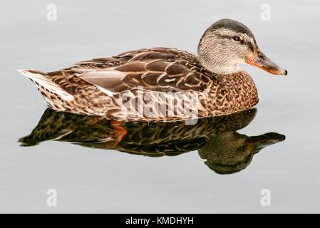 Femmina Mallard duck raffigurato all stanton park vicino a Swindon nel Wiltshire u,k, Foto Stock