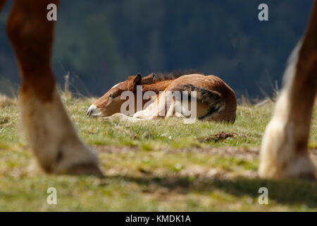 Un cavallo neonato, di pochi giorni, riposa sull'erba mentre la madre gli mangia intorno, sempre accanto. Foto Stock