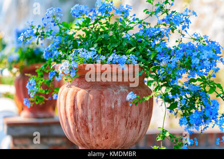 Fiori in vaso di fiori a Giardini di Augusto sull isola di Capri, Italia Foto Stock