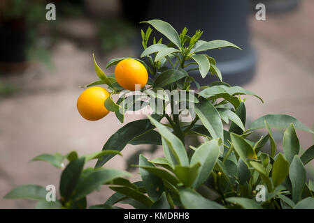 Ultimo del eidble Kumquat frutto su un piccolo albero NEL REGNO UNITO Foto Stock