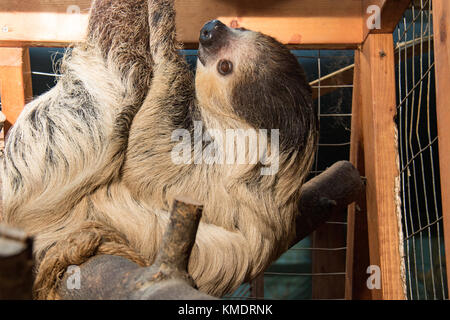 Tre dita bradipo appeso fuori in un animale santuario home Foto Stock