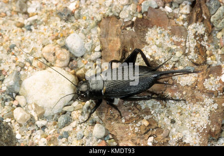 Mittelmeer-feldgrille, mittelmeergrille, zweifleckgrille, weibchen, gryllus bimaculatus, campo africano cricket, campo mediterraneo cricket, due-spott Foto Stock