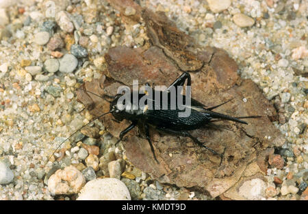 Mittelmeer-feldgrille, mittelmeergrille, zweifleckgrille, weibchen, gryllus bimaculatus, campo africano cricket, campo mediterraneo cricket, due-spott Foto Stock