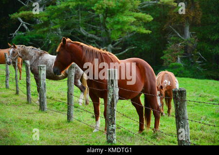I cavalli di prato rotondo allineati per ricevere le mele da turisti guidando lungo la Blue Ridge Parkway. Foto Stock